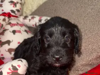Doxiepoo dogs 🧡💛Adorable Daxipoo Puppies 💜🩷 - Advert 15