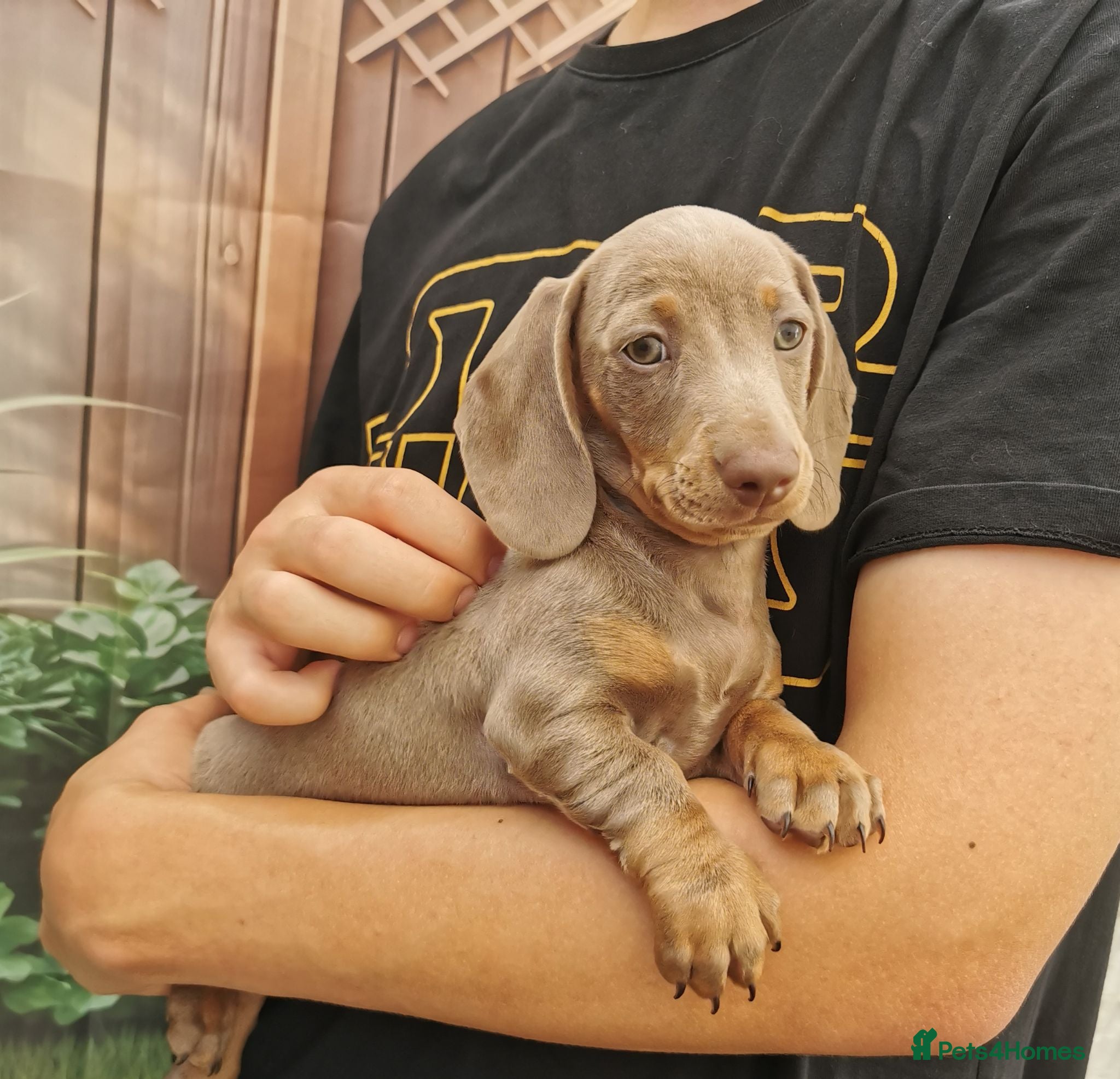 Dachshund dogs KC miniature smooth haired DNA tested dachshunds  - Advert 2