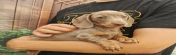 Dachshund dogs for sale: KC miniature smooth haired DNA tested dachshunds  - Advert 2
