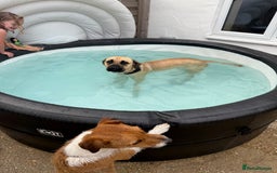 Mixed Breed dogs for sale: Rehoming in Lincoln - Image 8