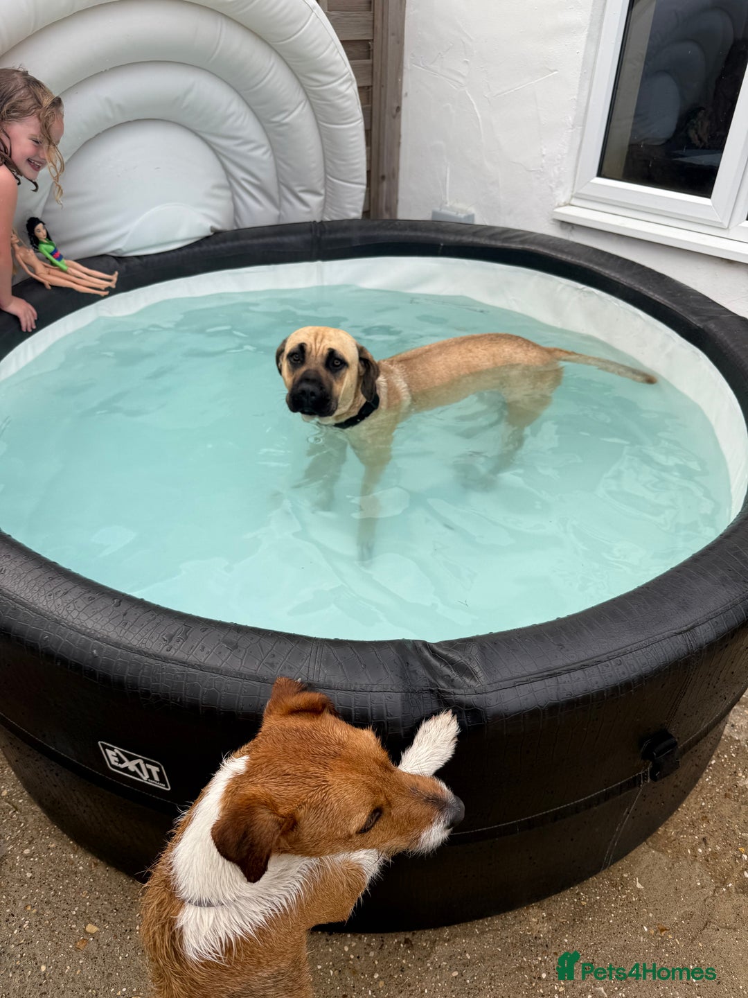 Mixed Breed dogs for sale: Rehoming in Lincoln - Image 8