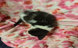 Mixed Breed cats for sale: Black and white kittens - Image 8