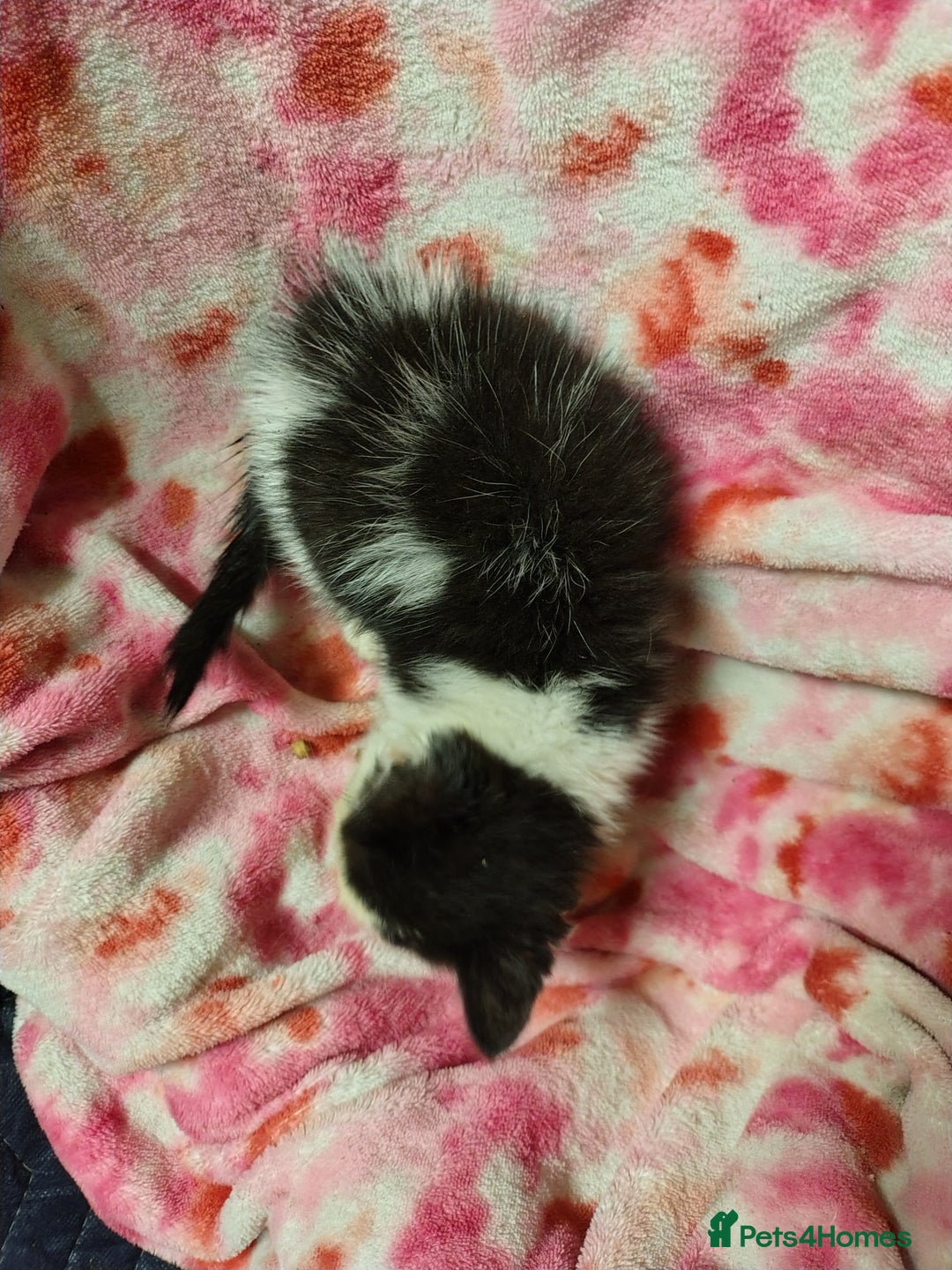 Mixed Breed cats for sale: Black and white kittens - Image 8