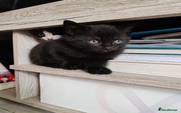Mixed Breed cats for sale: Black Kitten boy  - Image 6
