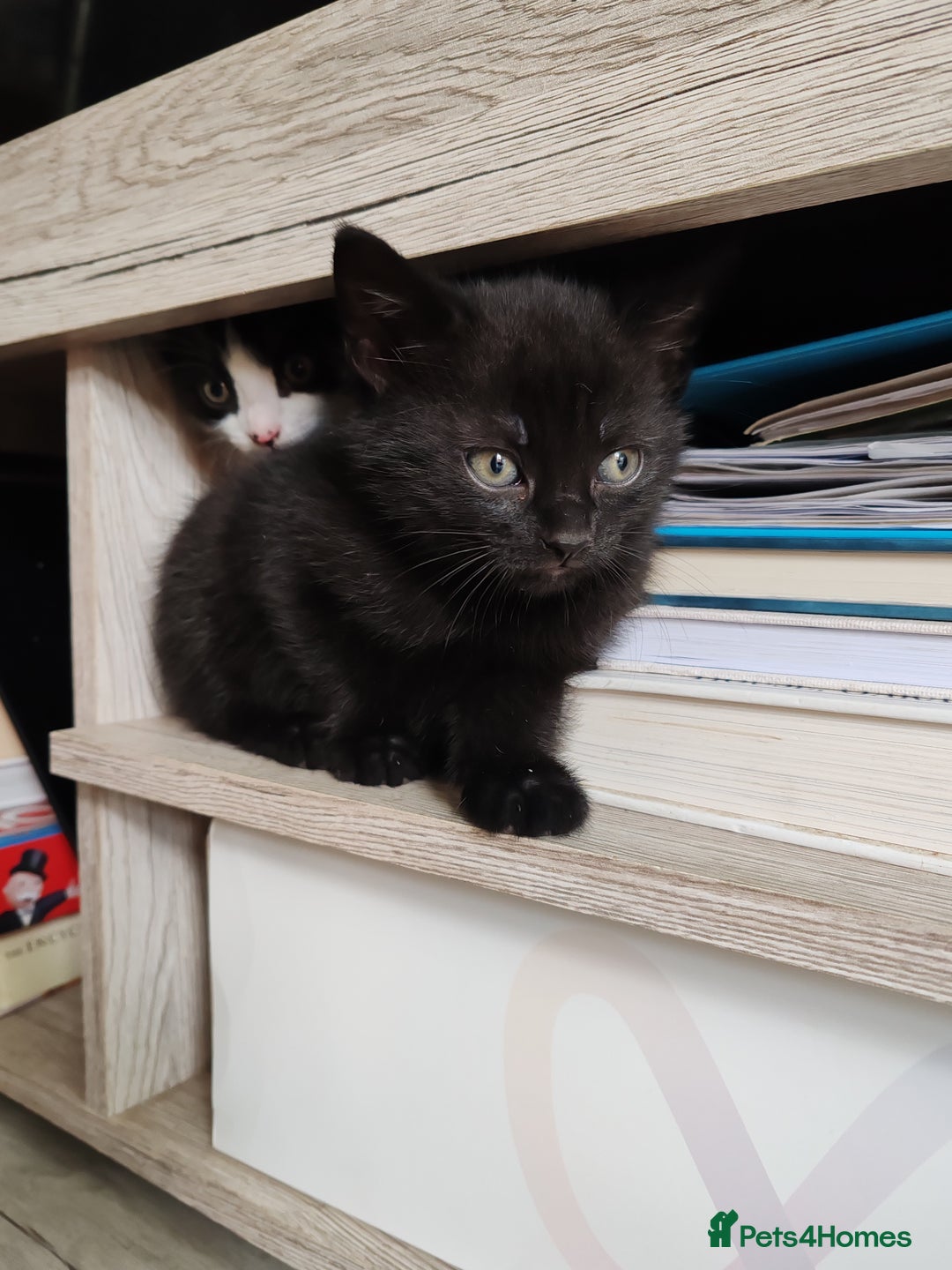 Mixed Breed cats for sale: Black Kitten boy  - Image 6