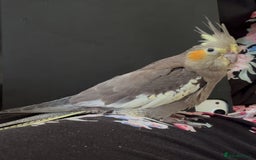 Cockatiels birds for sale: 2 months old baby cockatiel!❤️🦜 - Image 5
