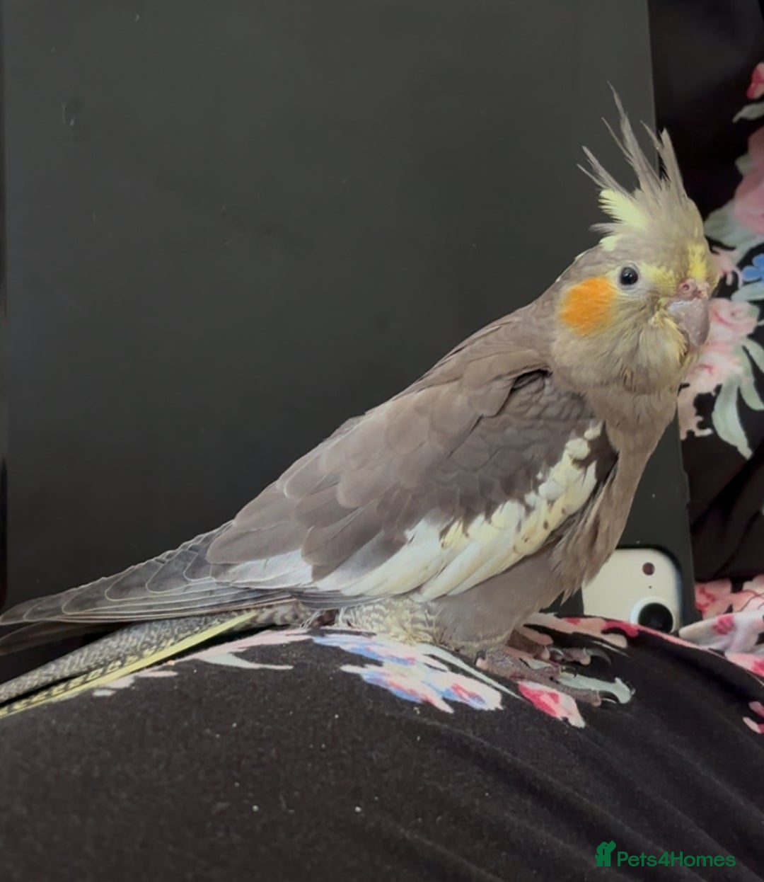 Cockatiels birds for sale: 2 months old baby cockatiel!❤️🦜 - Image 5