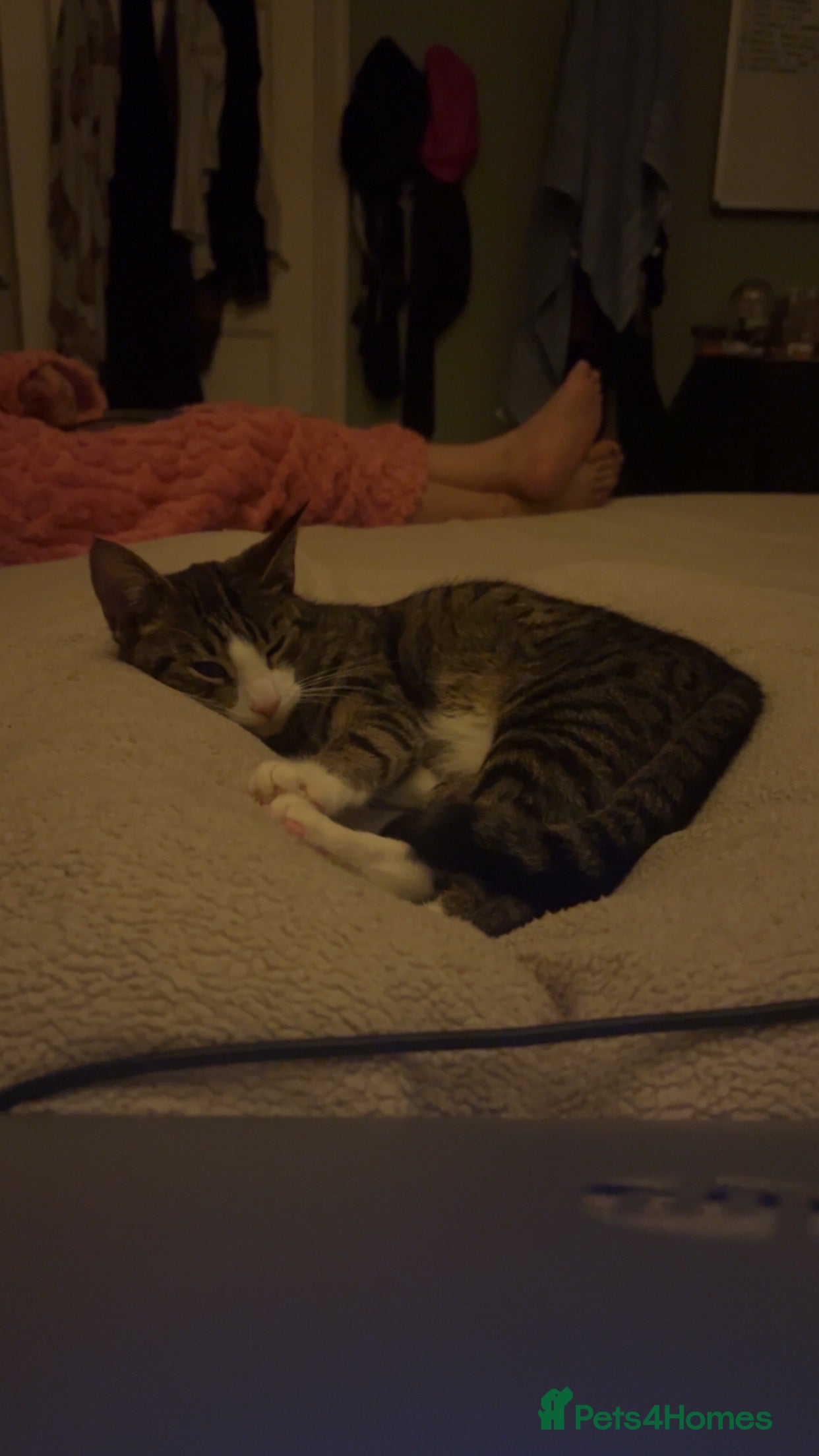 Mixed Breed cats Two 1 year old cats for sale  - Advert 1