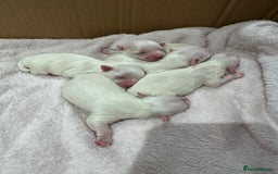 Maltese dogs for sale: Maltese puppies - Image 1