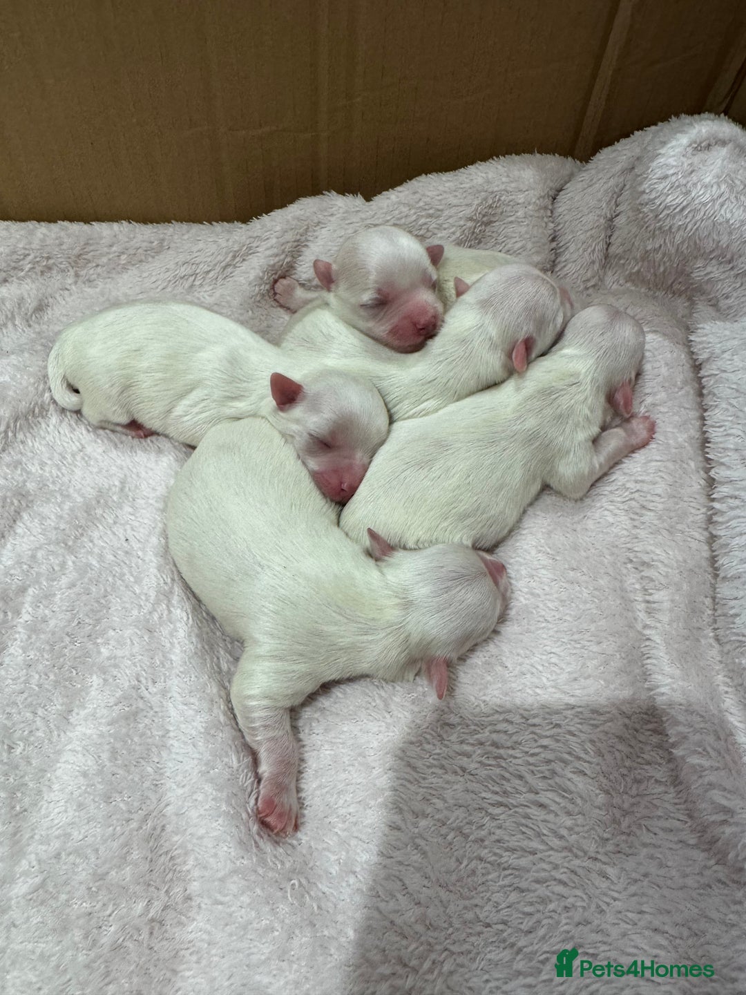 Maltese dogs for sale: Maltese puppies - Image 1