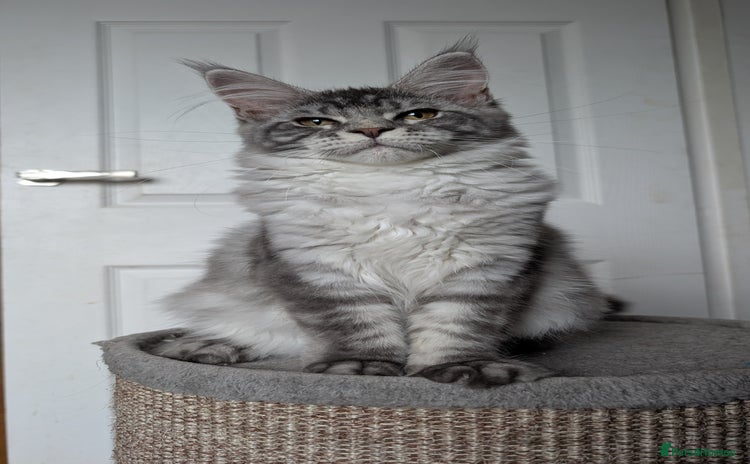 Maine Coon cats - Advert 4