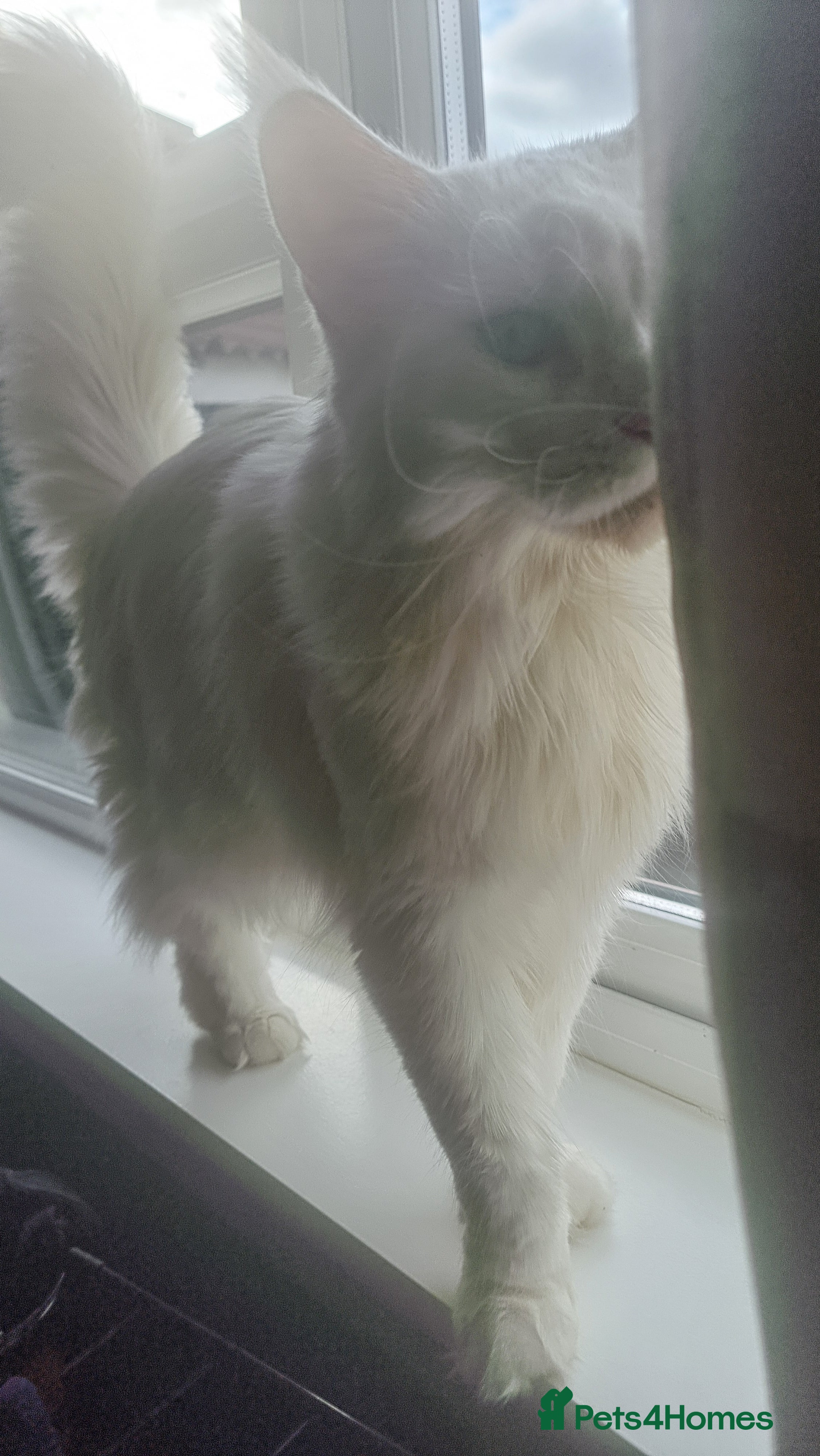 Maine Coon cats Beautiful White Maine Coon Female Cat - Advert 8