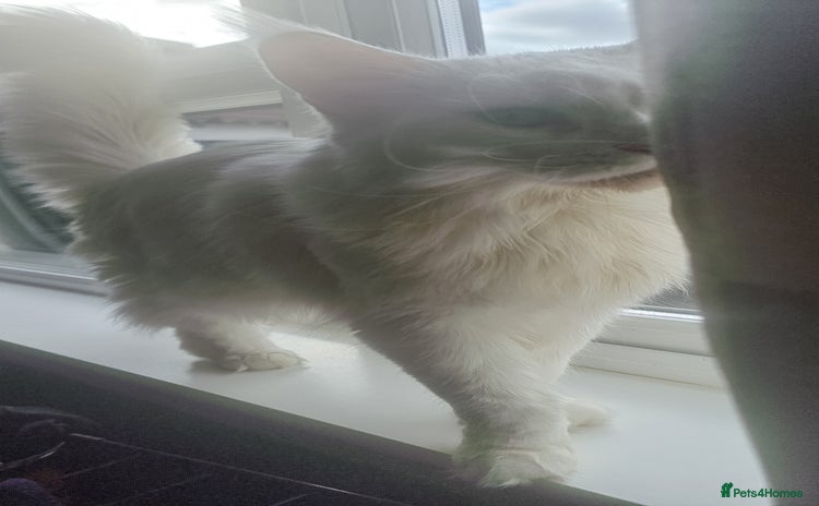 Maine Coon cats Beautiful White Maine Coon Female Cat - Advert 1