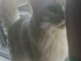 Maine Coon cats Beautiful White Maine Coon Female Cat - Advert 12