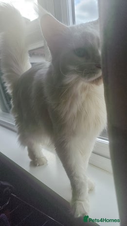 Maine Coon cats Beautiful White Maine Coon Female Cat - Advert 1
