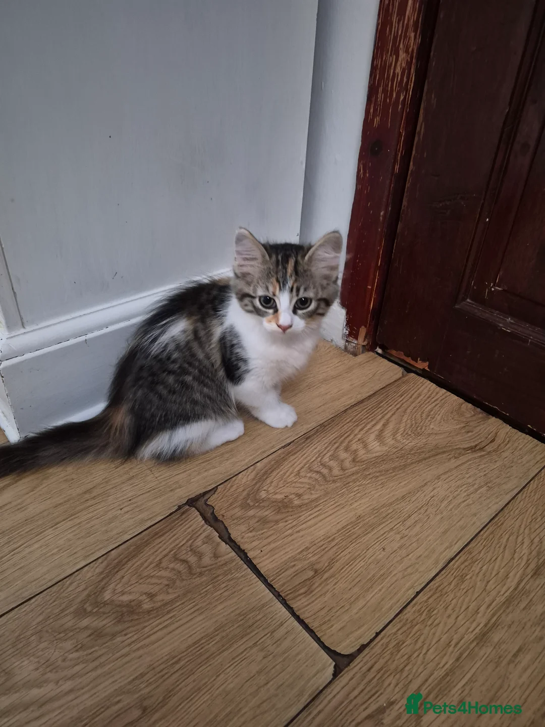 Mixed Breed cats for sale: 4 gorgeous kitten looking for their forever home - Advert 2