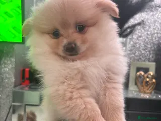 Pomeranian dogs One beautiful Pomeranian for sale - Advert 13