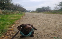 Miniature Dachshund dogs for sale: Handsome wilbur - mini dash for sale  - Image 4