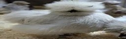 Chickens poultry for sale: USA Silkie Purebred Colours Hatching Eggs  - Advert 5