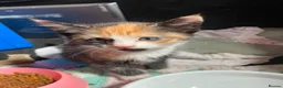 Mixed Breed cats for sale: 4 kitten ready for rehoming in Thatcham - Advert 1