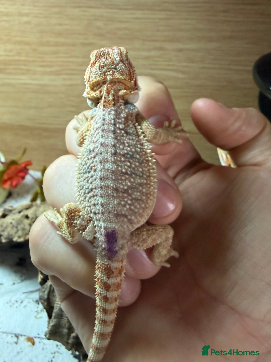 Bearded Dragon reptiles for sale: 🔥🔥🔥 BABY BEARDED DRAGONS 🔥🔥🔥 4 LEFT 🔥🔥 - Image 19