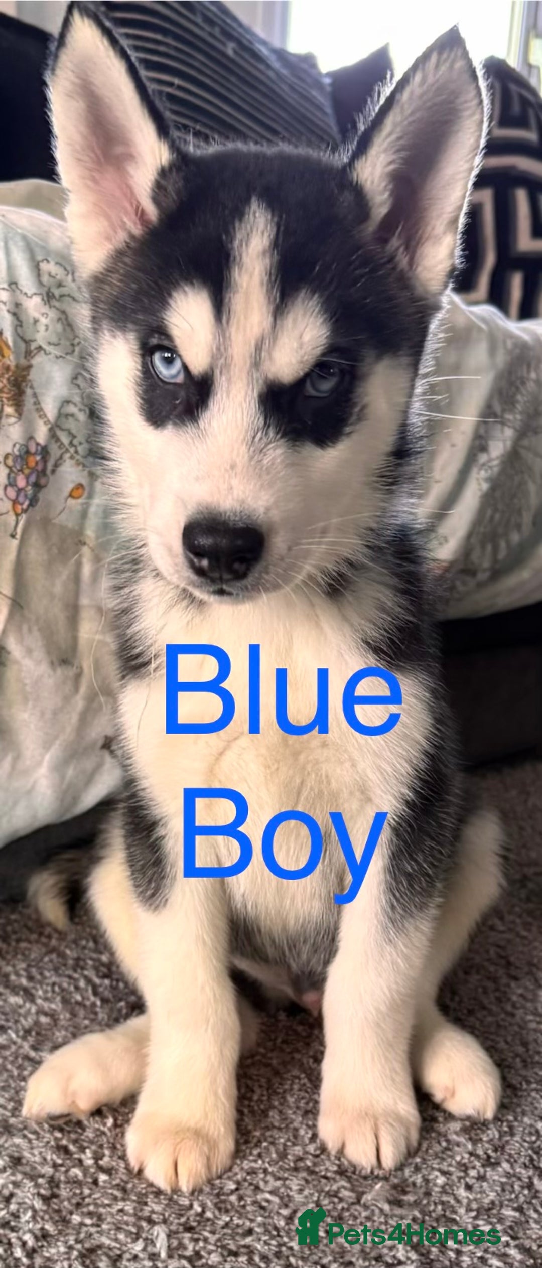 Siberian Husky dogs for sale: Siberian husky boys  - Advert 5
