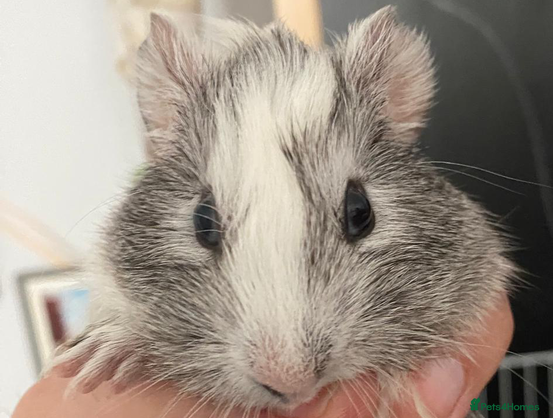 Guinea Pig rodents for sale: 3 Male Guinea Pigs - Image 10