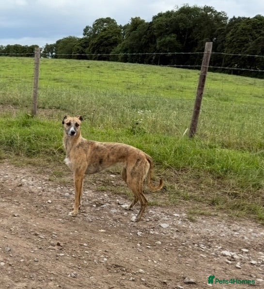 Mixed Breed dogs Deerhound x collie x bull x greyhound  - Advert 1