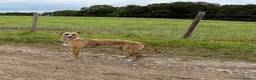 Mixed Breed dogs for sale: Deerhound x collie x bull x greyhound  - Advert 1