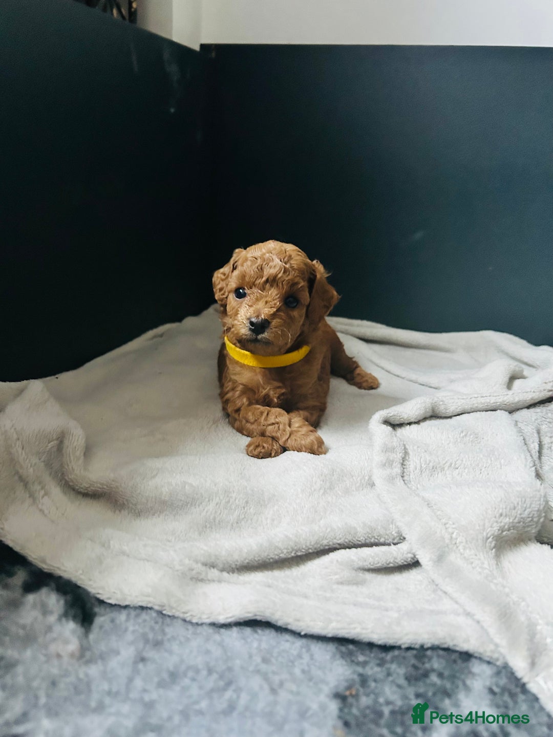 Toy Poodle dogs for sale: Tiny Toy Poodles - Advert 11