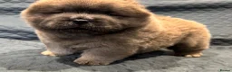 Chow Chow dogs for sale: Wyvernwest have 2 stunning boys available   - Advert 21
