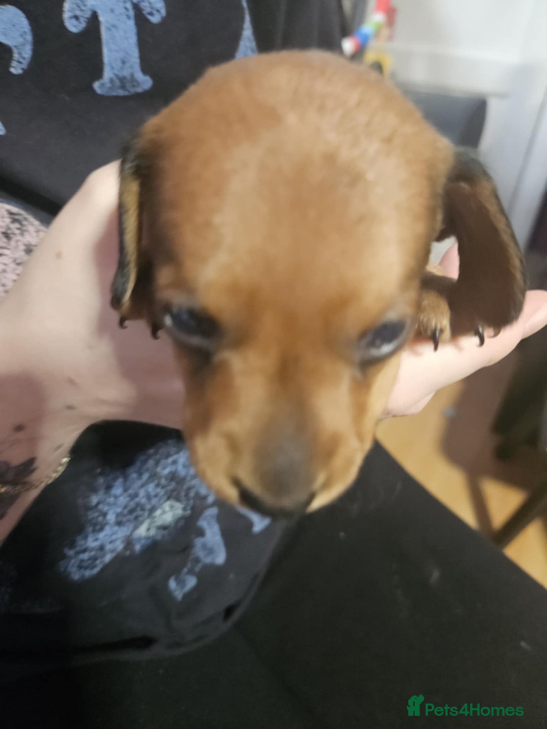 Miniature Dachshund dogs for sale: Miniature Dachshund Puppies – 2 Boys, 1 Girl - Image 2