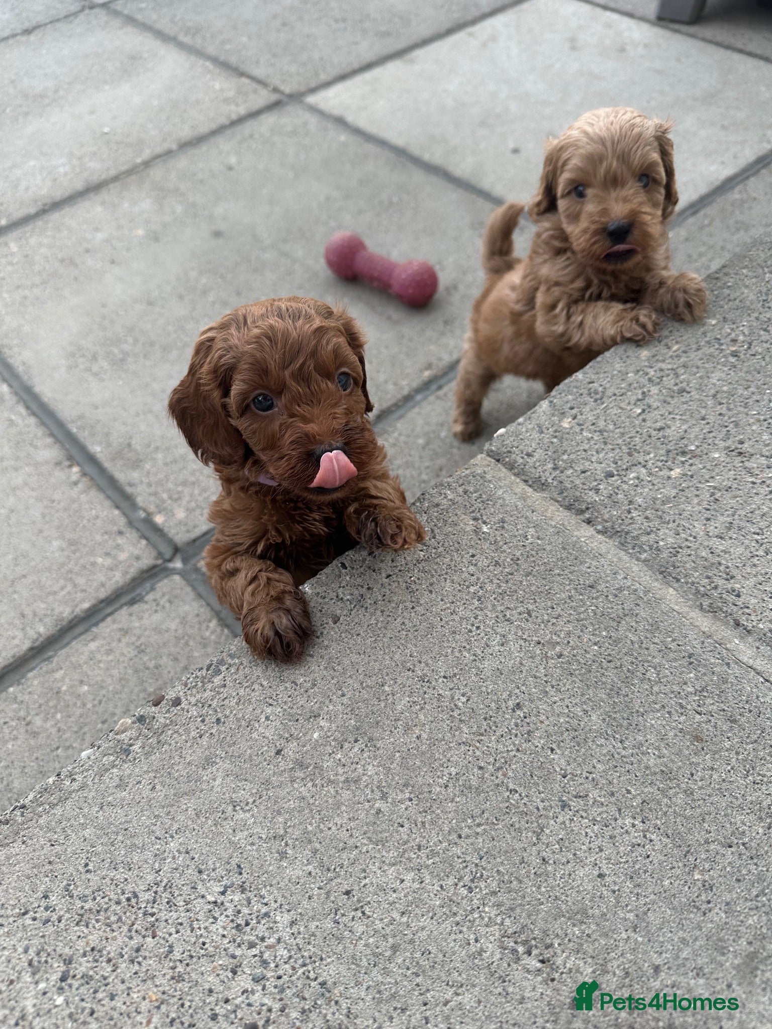 Cavapoo dogs Beautiful f1b red Cavapoo puppies    - Advert 11