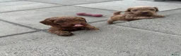 Cavapoo dogs for sale: Beautiful f1b red Cavapoo puppies    - Advert 10