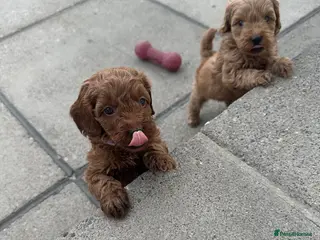 Cavapoo dogs Beautiful f1b red Cavapoo puppies - Advert 11