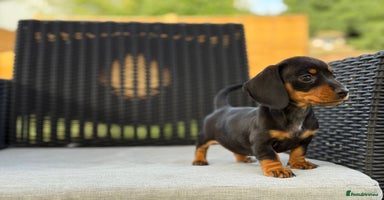 Miniature Dachshund dogs - Advert 10