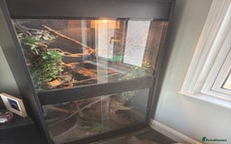 Dragon reptiles for sale: CHINESE WATER DRAGON WITH FULL SET UP - Image 3