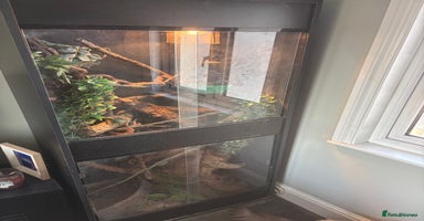 Dragon reptiles - Advert 4