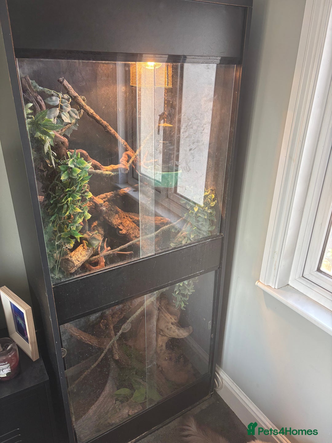 Dragon reptiles for sale: CHINESE WATER DRAGON WITH FULL SET UP - Image 3