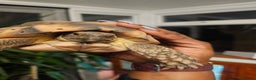 Tortoise reptiles for sale: Marginated Male Toroise- Sir Alan - Advert 1