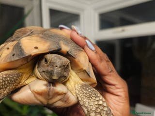 Tortoise reptiles Marginated Male Toroise- Sir Alan - Advert 9