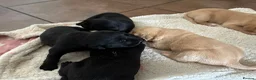 Labrador Retriever dogs for sale: Kc registered Labrador puppies in Sudbury - Advert 8