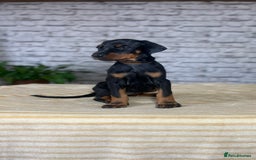 Dobermann dogs for sale: Dobermann puppies Champion bloodline, kc reg - Image 11