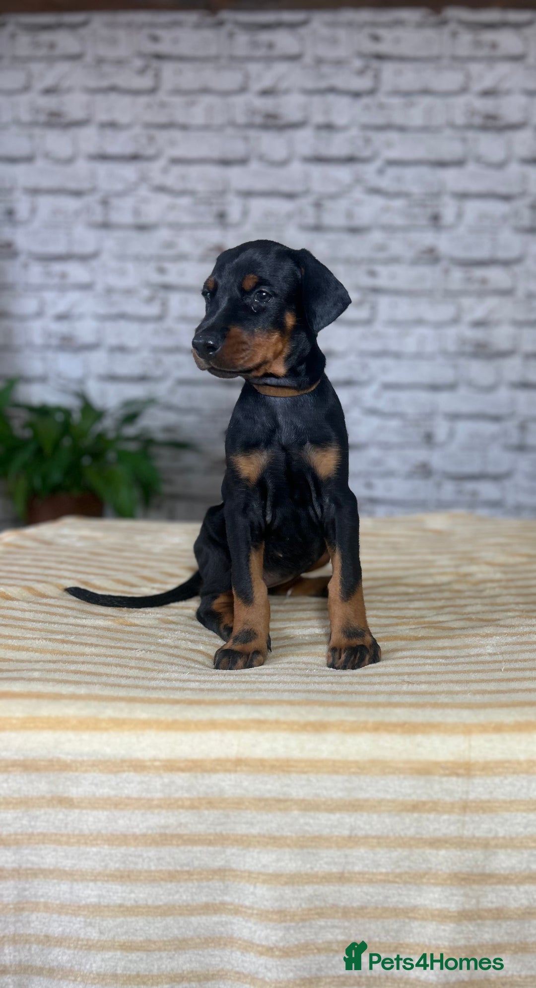 Dobermann dogs for sale: Dobermann puppies Champion bloodline, kc reg - Image 11