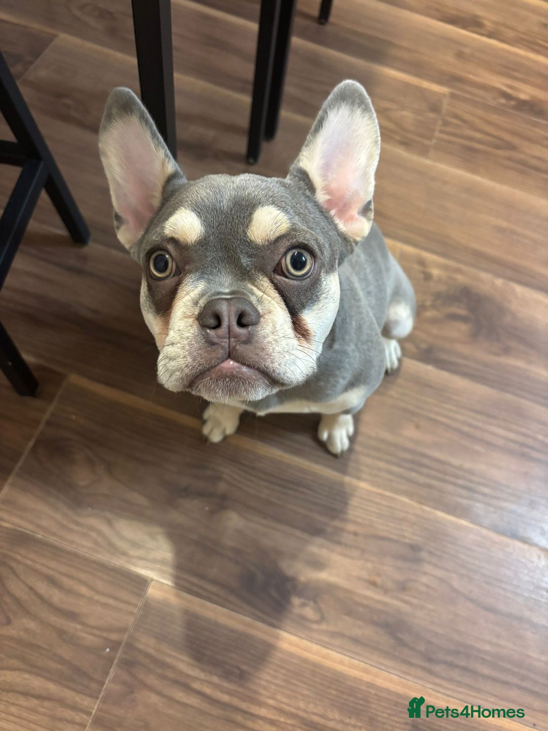 French Bulldog dogs for sale: Zarla French bulldog  - Image 2