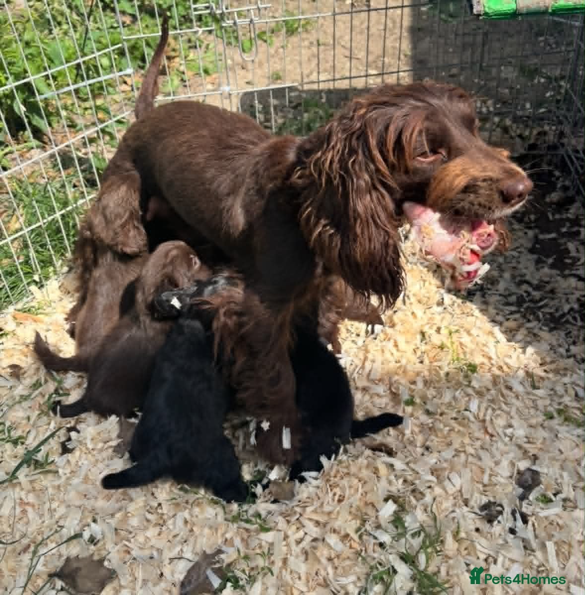 Mixed Breed dogs for sale: Cockeranians ! 5 girls 2 boys - Advert 1