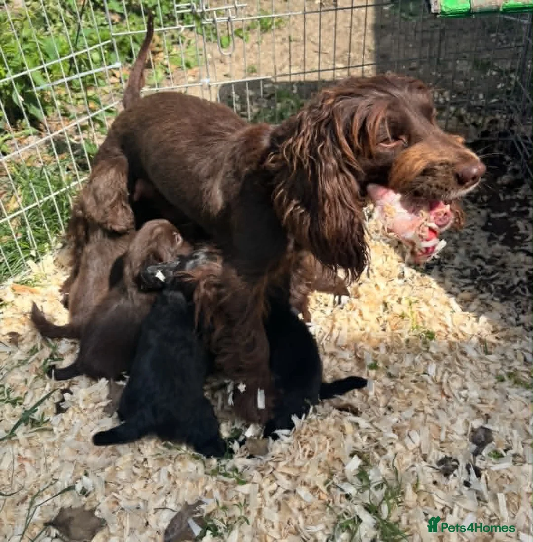 Mixed Breed dogs for sale: Cockeranians ! 5 girls 2 boys in Faversham - Advert 1