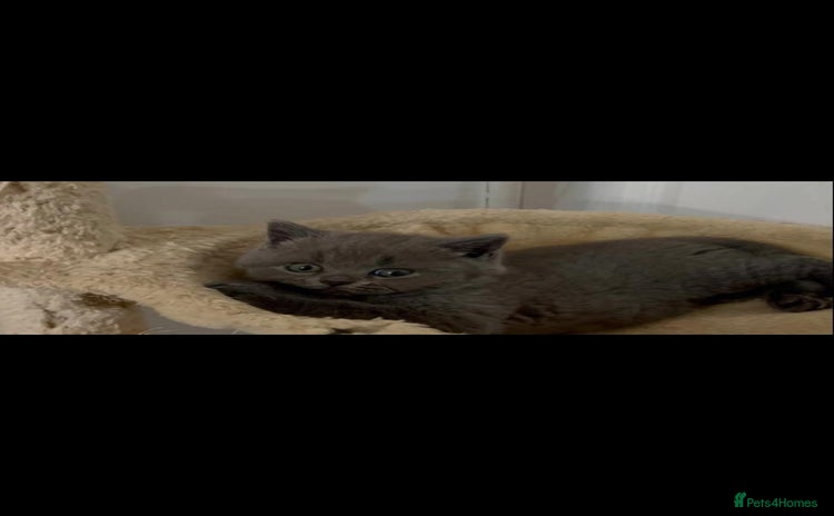 British Shorthair cats - Advert 7