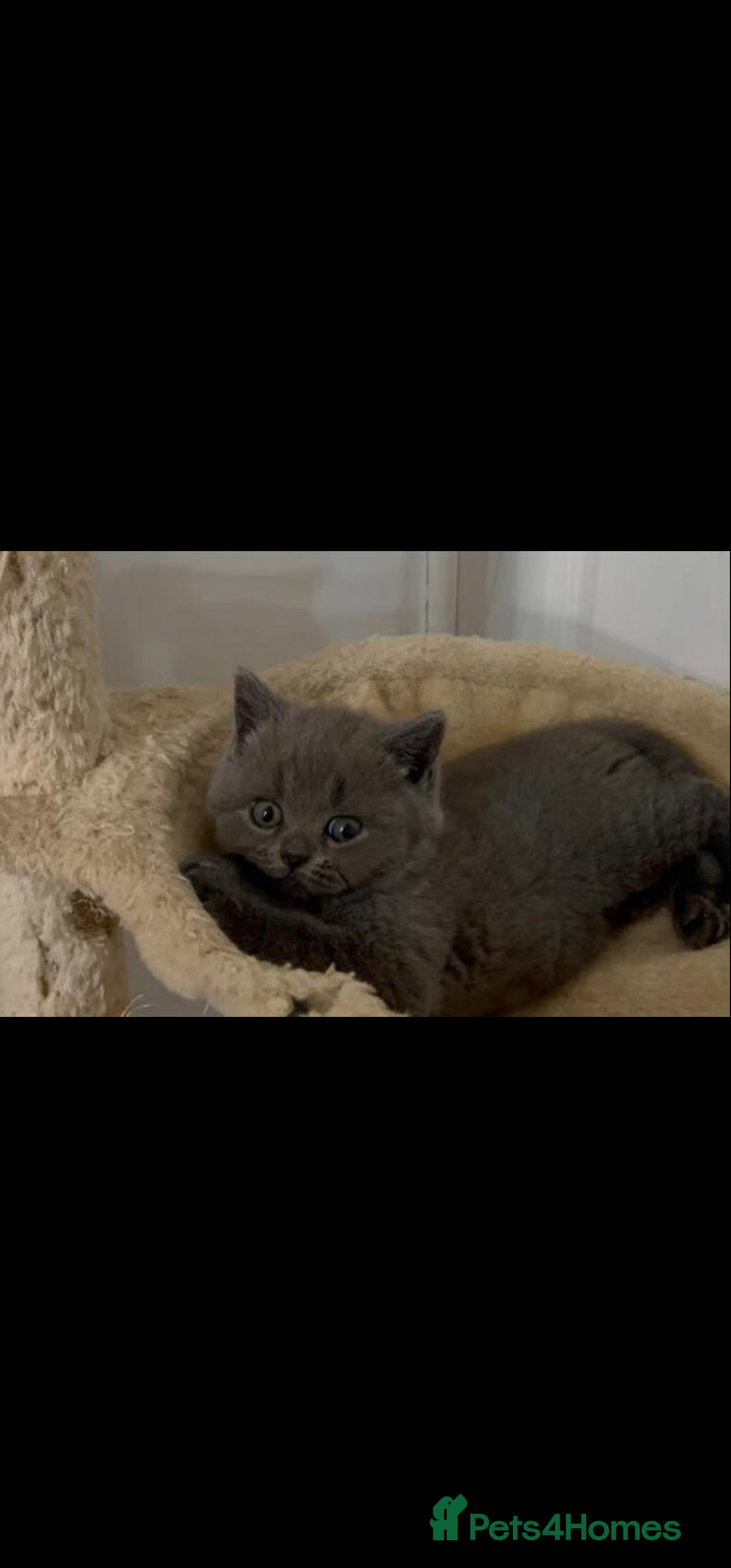 British Shorthair cats for sale: British shorthair kittens  - Image 1