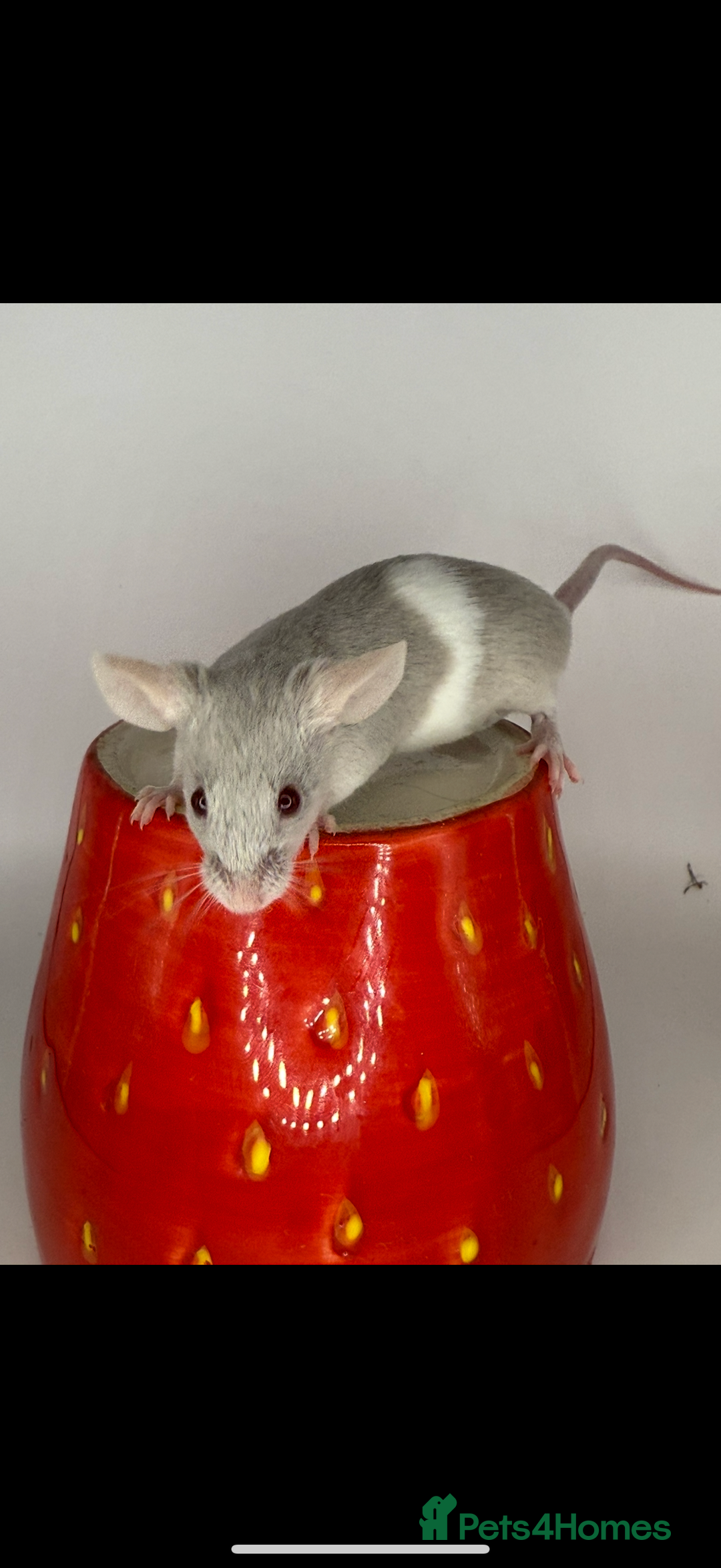 Mouse rodents for sale: Fancy mice 2 black males 6 females - Advert 8